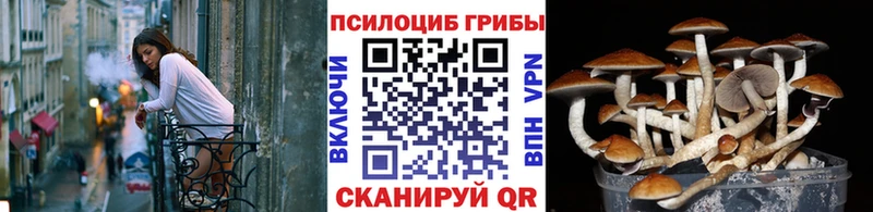 ссылка на мегу ссылки  дарнет шоп  Черемхово  Псилоцибиновые грибы Psilocybe 